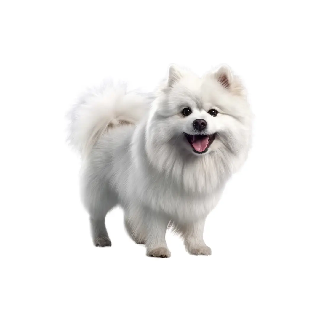 Dogs